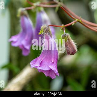 La Sinningia aghensis ha grandi fiori viola. Si trova nel Brasile sud-orientale Foto Stock