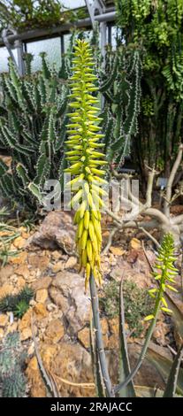 Fiori di aloe vera fioriscono Foto Stock