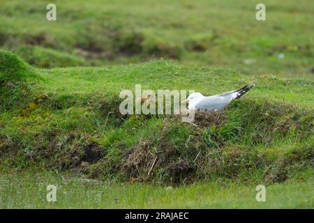 Common Gull Larus canus, incubazione per adulti, Moss, Tiree, Scozia, Regno Unito, maggio Foto Stock