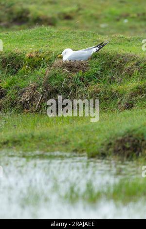 Common Gull Larus canus, incubazione per adulti, Moss, Tiree, Scozia, Regno Unito, maggio Foto Stock