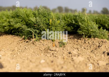 Carote fresche mature nel cespuglio prima del raccolto. Mazzo di carote fresche con verdure a terra. Foto Stock