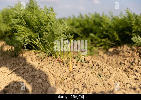 Carote fresche mature nel cespuglio prima del raccolto. Mazzo di carote fresche con verdure a terra. Foto Stock