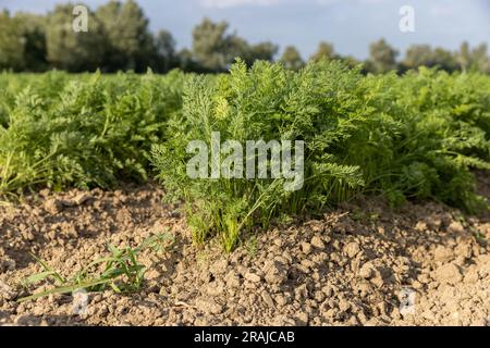 Carote fresche mature nel cespuglio prima del raccolto. Mazzo di carote fresche con verdure a terra. Foto Stock