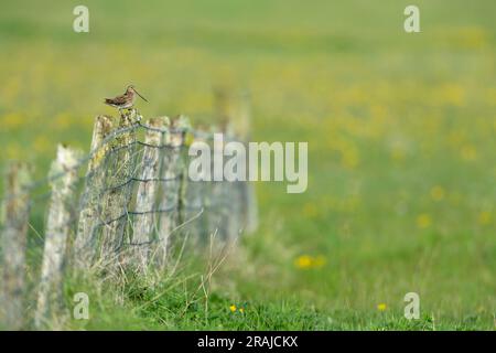 Comune Gallinago gallinago, adulto arroccato sulla recinzione, Hough, Tiree, Scozia, Regno Unito, Maggio Foto Stock