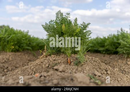 Carote fresche mature nel cespuglio prima del raccolto. Mazzo di carote fresche con verdure a terra. Foto Stock