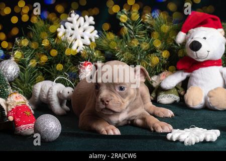 Piccolo cucciolo di Bully americano carino che si trova accanto ad un albero di Natale decorato con giocattoli, fiocchi di neve, coni e un orsacchiotto. Natale e Capodanno per pe Foto Stock