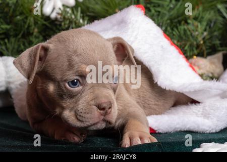 Piccolo carino curioso americano Bully cucciolo marrone nel cappello di Babbo Natale accanto a un albero di Natale, giocattoli, fiocchi di neve. Natale e Capodanno per gli animali domestici. Vacanza per Foto Stock