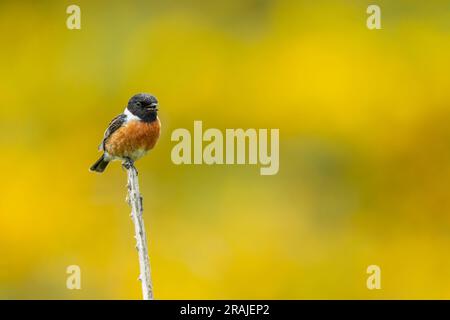 Comune chonechat Saxicola rubicola, maschio adulto che canta da Bramble STEM, Newbiggin-by-the-Sea, Northumberland, UK, May Foto Stock