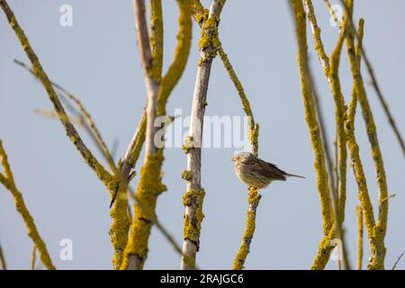 Granturco Emberiza calandra, adulto arroccato su albero morto, Salisbury Plain, Wiltshire, Regno Unito, aprile Foto Stock