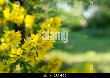 Fiori gialli del giardino - Lysimachia punctata o Garden Loosestrife. Primo piano, spazio di copia, sfondo floreale. Foto Stock