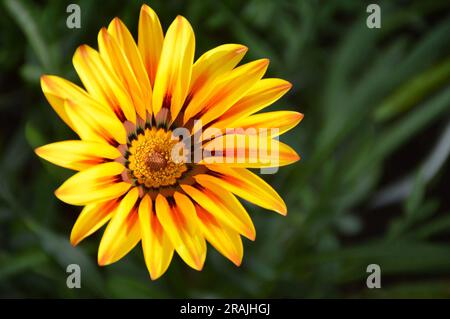 Vista dall'alto del fiore di Gazania Foto Stock