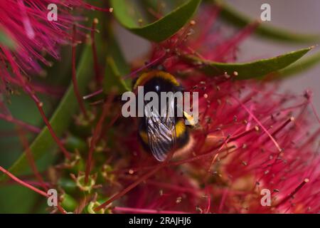 Impollinazione delle api e atterraggio su fiori di pennello Foto Stock