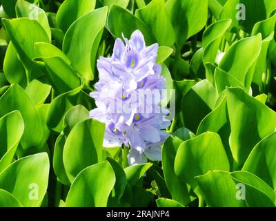 acqua iacinto fiore Foto Stock