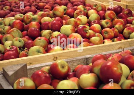 Mele in casse di legno pronte per la spedizione. Interno cella frigorifera. Grande magazzino di distribuzione con mele. Video per la pubblicità. Succo, sidro Foto Stock