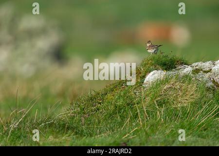 Skylark eurasiatico Alauda arvensis, adulto arroccato su Grassy knoll, Hough, Tiree, Scozia, Regno Unito, Maggio Foto Stock