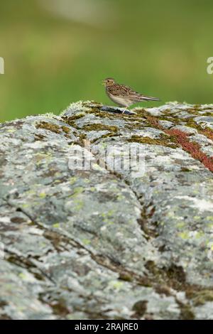 Skylark eurasiatico Alauda arvensis, cantante adulto dal rock, Coll, Scozia, Regno Unito, maggio Foto Stock