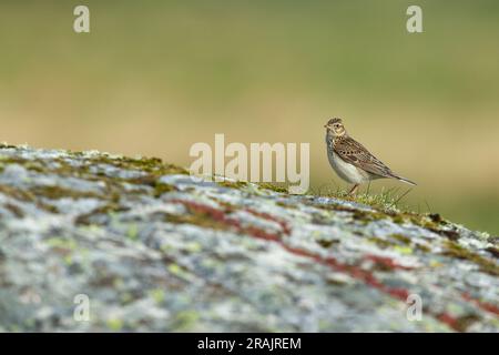 Skylark eurasiatico Alauda arvensis, cantante adulto dal rock, Coll, Scozia, Regno Unito, maggio Foto Stock