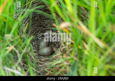 Eurasian skylark Alauda arvensis, two eggs in Grass-lined Nist, Tiree, Scotland, UK, May Foto Stock