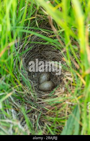 Eurasian skylark Alauda arvensis, two eggs in Grass-lined Nist, Tiree, Scotland, UK, May Foto Stock