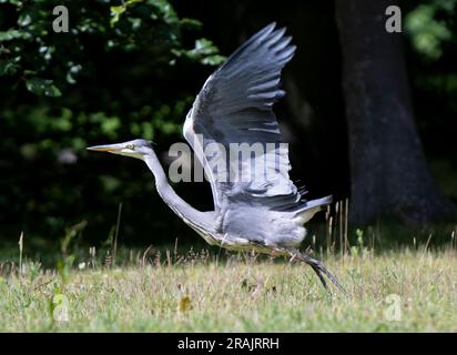 03/07/2023 Un airone raffigurato a Gosford House, Longniddry, East Lothian, Scozia, Regno Unito credito: Ian Jacobs Foto Stock