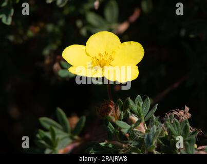 Potentilla fruticosa 'Klondike' Foto Stock