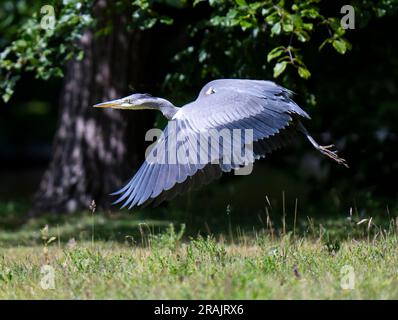 03/07/2023 Un airone raffigurato a Gosford House, Longniddry, East Lothian, Scozia, Regno Unito credito: Ian Jacobs Foto Stock