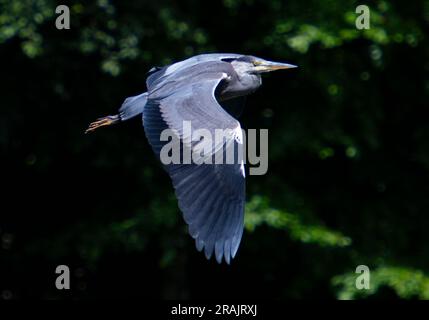 03/07/2023 Un airone raffigurato a Gosford House, Longniddry, East Lothian, Scozia, Regno Unito credito: Ian Jacobs Foto Stock