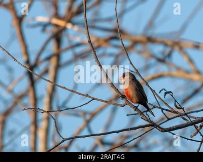 Becco di cera comune (Estrilda astrild). Foto Stock