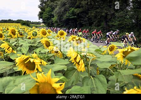 Nogaro, Francia. 4 luglio 2023. L'immagine mostra un campo di girasole durante la quarta tappa del Tour de France, una corsa di 181 km da Dax a Nogaro, Francia, martedì 04 luglio 2023. Il Tour de France di quest'anno si svolge dal 1° al 23 luglio 2023. BELGA PHOTO DIRK WAEM Credit: Belga News Agency/Alamy Live News Foto Stock