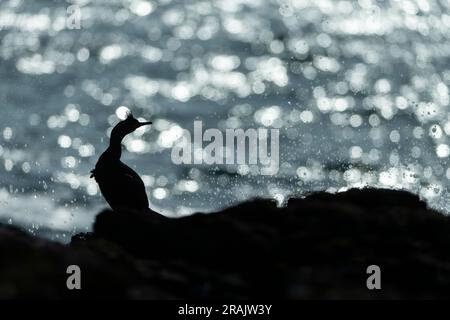 Lo shag europeo Gulosus aristotelis, adulto arroccato sulla silhouette sulla costa rocciosa, lunga, Treshnish Isles, Scozia, Regno Unito, Maggio Foto Stock