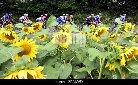 Nogaro, Francia. 4 luglio 2023. L'immagine mostra un campo di girasole durante la quarta tappa del Tour de France, una corsa di 181 km da Dax a Nogaro, Francia, martedì 04 luglio 2023. Il Tour de France di quest'anno si svolge dal 1° al 23 luglio 2023. BELGA PHOTO DIRK WAEM Credit: Belga News Agency/Alamy Live News Foto Stock