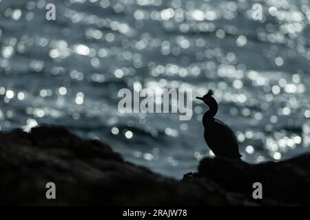 Lo shag europeo Gulosus aristotelis, adulto arroccato sulla silhouette sulla costa rocciosa, lunga, Treshnish Isles, Scozia, Regno Unito, Maggio Foto Stock