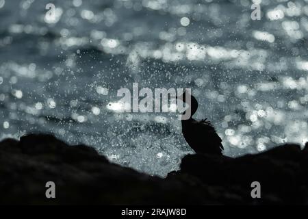 Lo shag europeo Gulosus aristotelis, adulto arroccato sulla silhouette sulla costa rocciosa, lunga, Treshnish Isles, Scozia, Regno Unito, Maggio Foto Stock