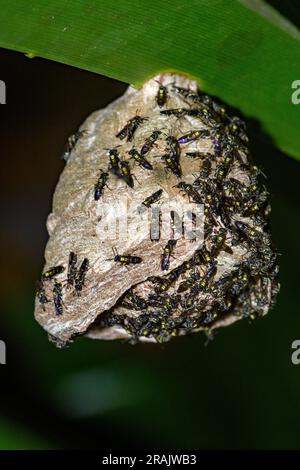 "Camoti", vespe eusociali fondatrici di sciame (Polybia occidentalis) da cCorcovado, penisola di osa, Costa Rica. Foto Stock