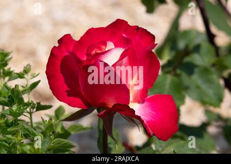 Rosa Double Delight Foto Stock