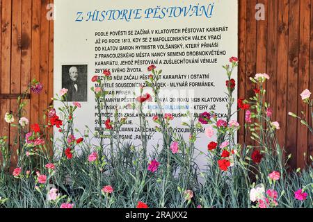 Klatovy, Repubblica Ceca. 4 luglio 2023. Il 200° anniversario di quest'anno è celebrato da una specialità orticola della Boemia occidentale - il garofano Klatovy appositamente allevato. I fiori, che sono diventati uno dei simboli di Klatovy, sono in piena fioritura all'inizio di luglio. I fiori sono raffigurati a Klatovy, Repubblica Ceca, 4 luglio 2023. Crediti: Miroslav Chaloupka/CTK Photo/Alamy Live News Foto Stock