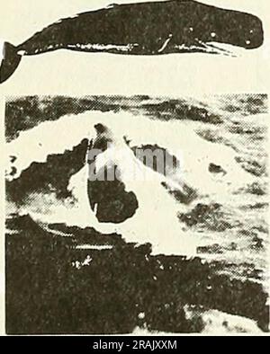 "Effetti del rumore delle operazioni in mare nel settore degli idrocarburi sui mammiferi marini: Valutazione introduttiva" (1982) Foto Stock