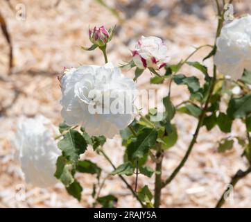 Rosa boule de neige Foto Stock