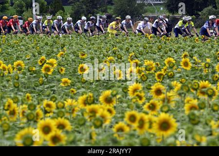 Nogaro, Francia. 4 luglio 2023. L'immagine mostra un campo di girasole durante la quarta tappa del Tour de France, una corsa di 181 km da Dax a Nogaro, Francia, martedì 04 luglio 2023. Il Tour de France di quest'anno si svolge dal 1° al 23 luglio 2023. BELGA PHOTO DIRK WAEM Credit: Belga News Agency/Alamy Live News Foto Stock