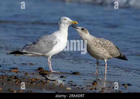 Herring Gull, Larus argentatus, giovane che supplica di essere nutrito Norfolk Foto Stock