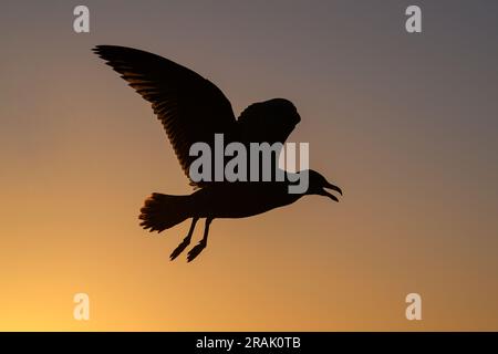 Herring Gull, Larus argentatus in volo all'ora d'oro di Norfolk Foto Stock