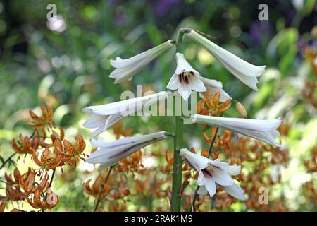 Giglio himalayano gigante in fiore. Foto Stock