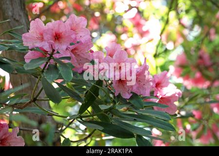 Rhododendron Pink Pearl in fiore. Foto Stock