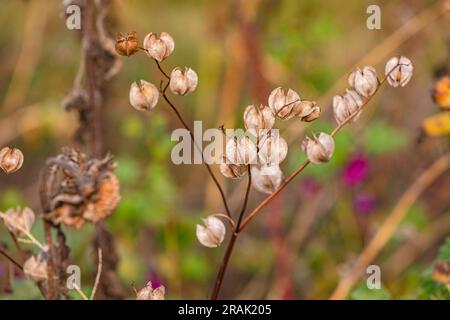 I frutti maturi simili a lampio della mirtillo, noti anche come physalis, Germania Foto Stock