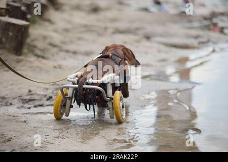 Cane paralizzato su una sedia a rotelle che corre su una spiaggia di sabbia. Animale paraplegico attivo che cammina al guinzaglio all'aperto Foto Stock