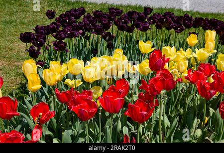 letto a tulipano, giallo, rosso, viola scuro, fiori, Coltivato, bulbi, gambi e foglie verdi colorate, natura, Pennsylvania, primavera Foto Stock