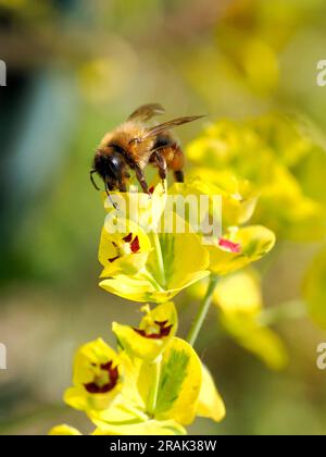 Macro di api da miele (Apis) che si nutrono di un fiore giallo di euforbia Foto Stock