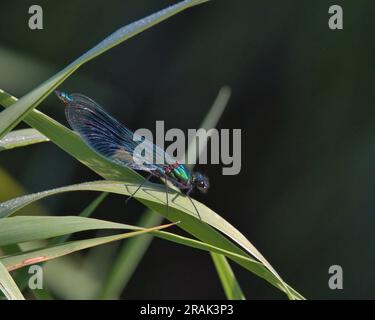La Demoiselle a banda maschile è arroccata su una lama d'erba. Foto Stock