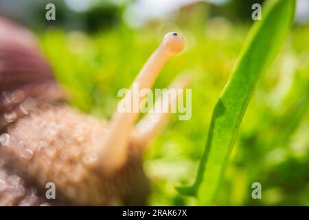 Un'ampia lumaca da giardino con una conchiglia a righe si arrampica sull'erba verde del prato Foto Stock