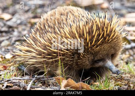 Un breve echidna dal becco, Tachyglossus aculeatu, noto anche come l'antenato spinoso. Si tratta di un mammifero che depone uova o monotreme. Foto Stock